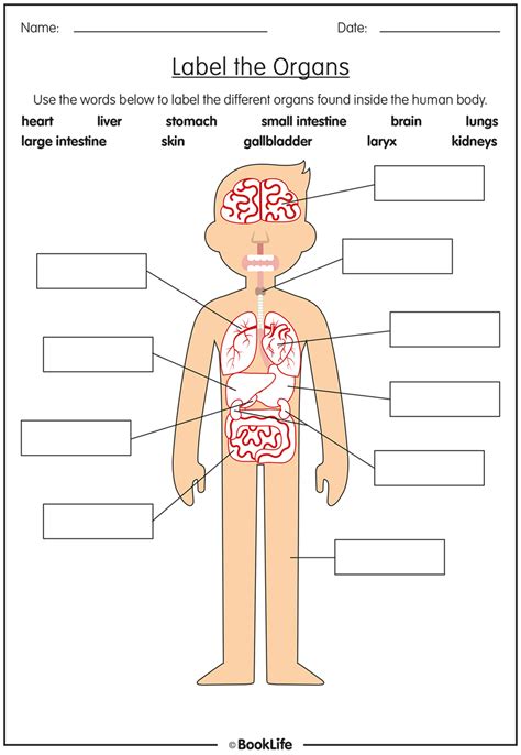 Science Labelling Parts Of The Human Body Worksheet Labelling The Body Ks1 - Labelling The Body Ks1