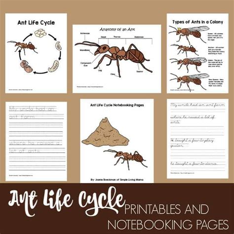 Science Life Cycle Of An Ant Worksheet Primaryleap Ant Life Cycle Worksheet - Ant Life Cycle Worksheet
