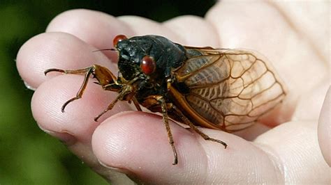 Science Living Things   When Cicadas Emerge Things Might Get A Little - Science Living Things