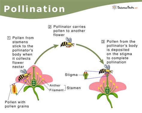 Science Of Flowers   Pollination Definition Process Types Agents Of Amp Facts - Science Of Flowers