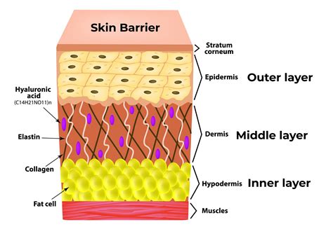 Science Of Skin