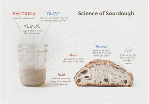 Science Of Sourdough Bread What Chemical Reactions Happen Sourdough Bread Science - Sourdough Bread Science