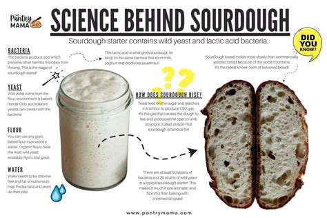 Science Of Sourdough Starter   Is Old Sourdough Starter Bad Many Bakeries Use - Science Of Sourdough Starter