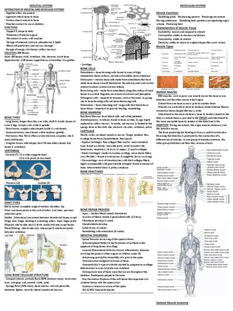 Science Olympiad Anatomy Cheat Sheet Pdfslibforme
