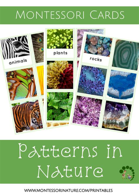 Science Patterns In Nature Lesson Plans Amp Worksheets Patterns In Nature Worksheet - Patterns In Nature Worksheet
