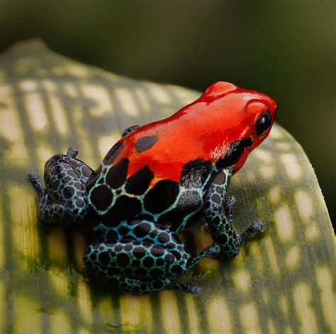 Science Poison Dart Frog Matching Pictures Worksheet A Poison Tree Worksheet - A Poison Tree Worksheet