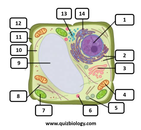 Science Quiz Archives Cell Structure Diagram Worksheet - Cell Structure Diagram Worksheet