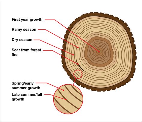 Science Rings   What Tree Rings Can Tell Us Science - Science Rings