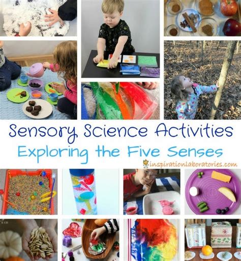 Science Sensory Activities   25 Sensory Science Activities Exploring The Five Senses - Science Sensory Activities