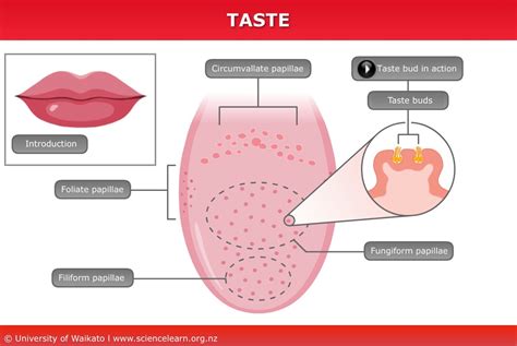 Science Shows Why Our Taste In Music Can Taste Science - Taste Science