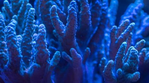 Science Square   Research Reveals Coral Superhighway In Indian Ocean No - Science Square