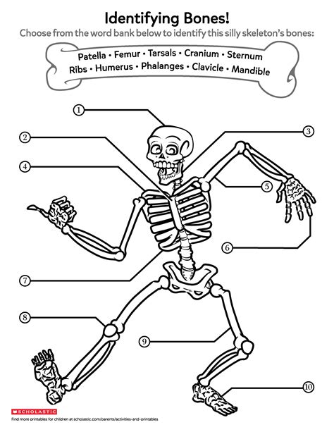 Science The Human Skeleton Worksheet Primaryleap Co Uk Human Skeleton Worksheet Answers - Human Skeleton Worksheet Answers