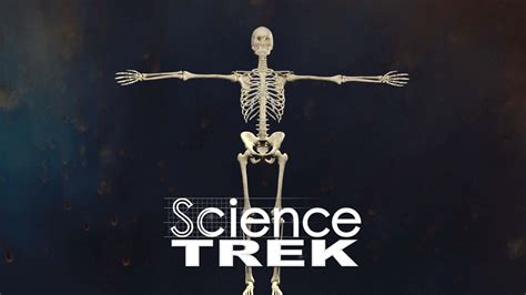 Science Trek D4k Skeletons Pbs Middle School Skeletal System - Middle School Skeletal System