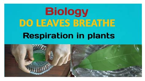 Science U Home Do Leaves Breathe Experiment Science Experiments With Leaves - Science Experiments With Leaves