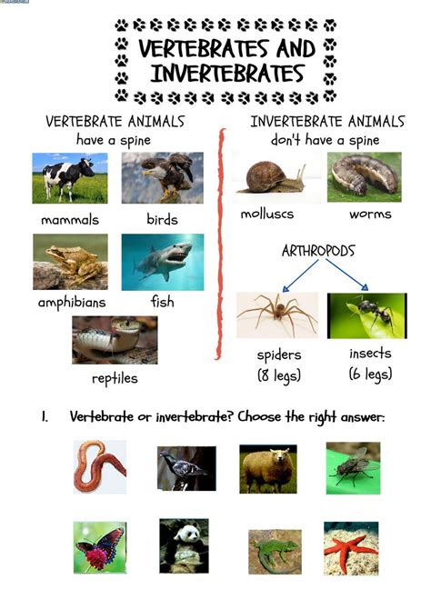 Science Vertebrate And Invertebrate Teaching Resources Vertebrate And Invertebrate Worksheet - Vertebrate And Invertebrate Worksheet