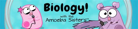 Science With The Amoeba Sisters Home Amoeba Sisters Biomolecules Worksheet - Amoeba Sisters Biomolecules Worksheet