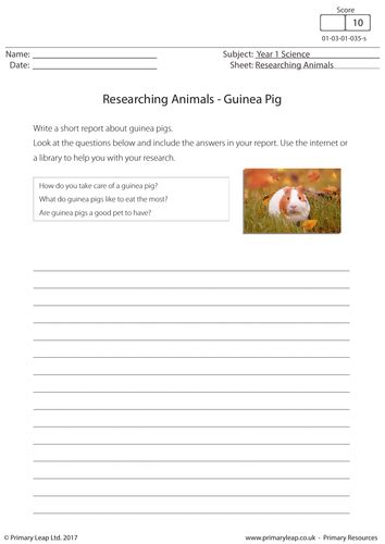 Science Worksheet Researching Animals Guinea Pig Guinea Pig Worksheet - Guinea Pig Worksheet