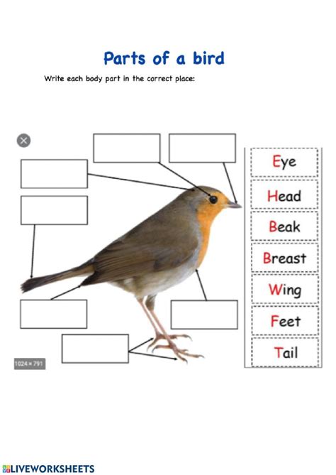 Science Worksheets Parts Of A Bird And Their Parts Of Birds For Kindergarten - Parts Of Birds For Kindergarten