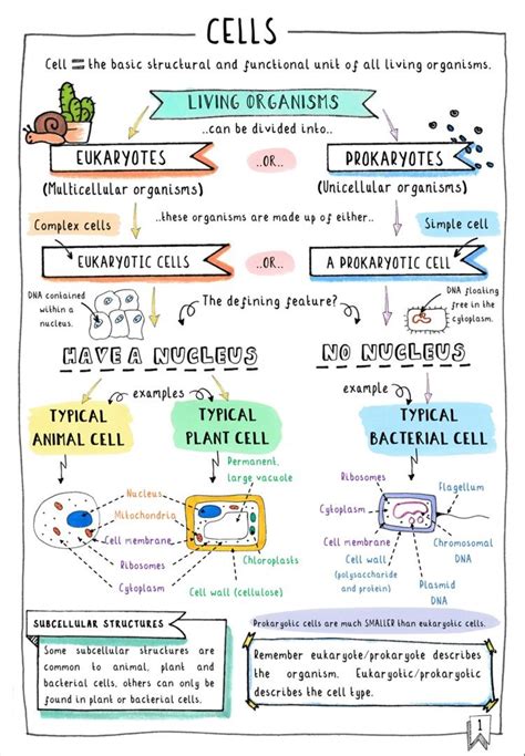 Full Download Science Revision Year 9 Biology Notes 