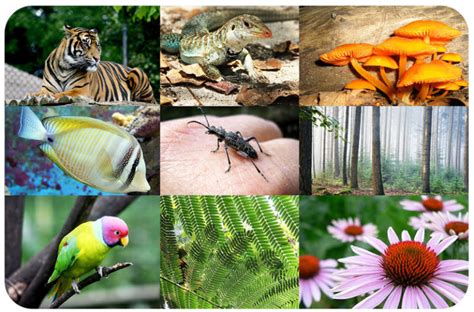 Scientists Map Huge Variety Of Animal Life Cycles Life Science Animals - Life Science Animals