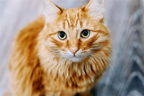 Scientists Reveal New Secrets Of Cat Evolution Scitechdaily Science Of Cats - Science Of Cats