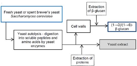 Scientists Use Spent Breweru0027s Yeast To Filter Out Science Filters - Science Filters