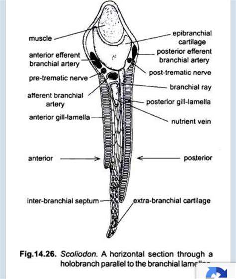scoliodon efferent branchial