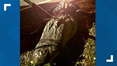 Scort Alligator
