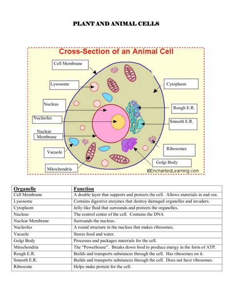 Read Online Scott Foresman Biology Study Guide Answers Cells 