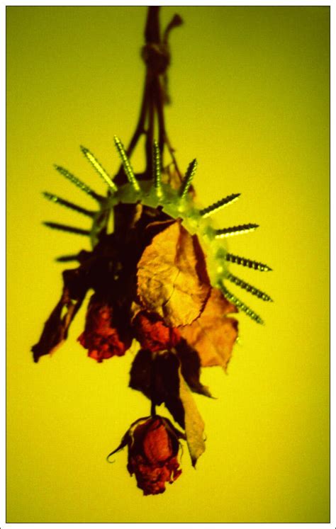 Screw The Roses