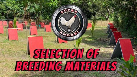 Scroller Breeding Material