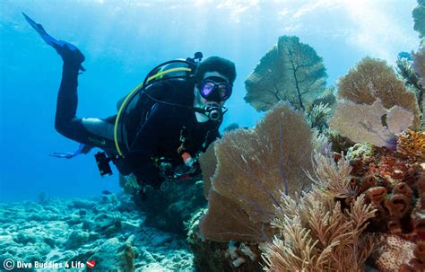 scuba diving florida