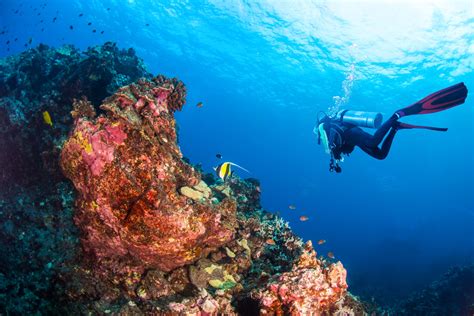 scuba diving hawaii