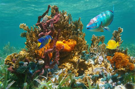 scuba florida keys