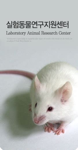 sd rat 특징