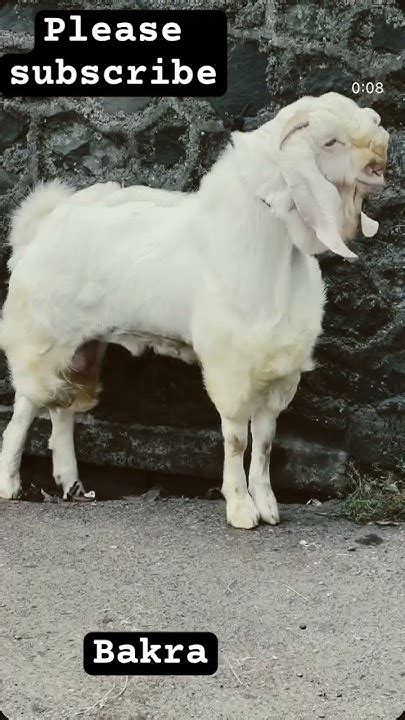 sdgoat