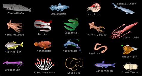 Sea Creatures From The Sky