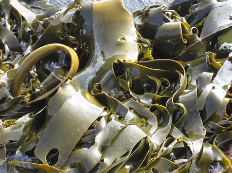 sea kelp svenska