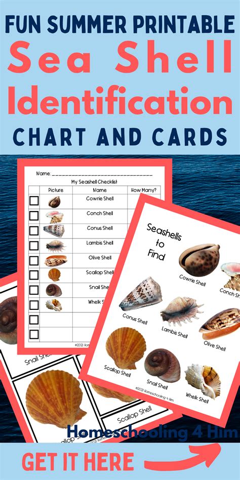 Sea Shell Identification Lesson The Homeschool Scientist Seashell Worksheet Grade 1 - Seashell Worksheet Grade 1