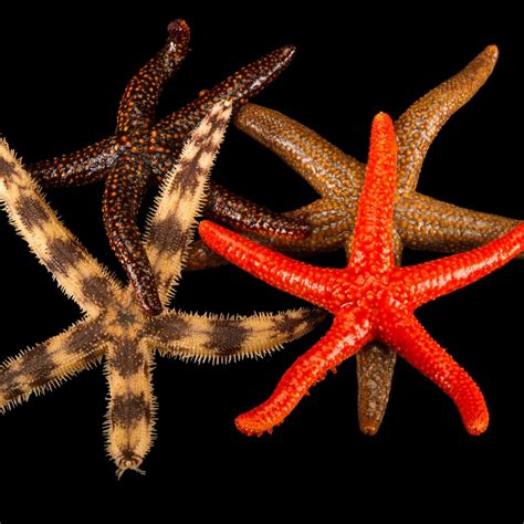 Sea Star National Geographic Kids Facts About Starfish For Kindergarten - Facts About Starfish For Kindergarten