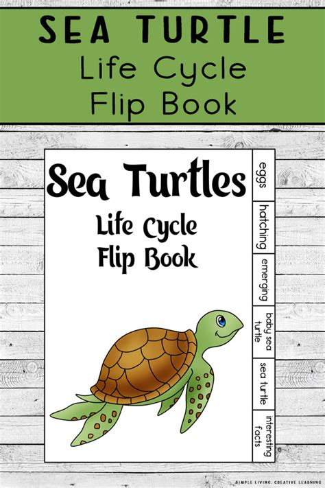 Sea Turtle Life Cycle Flip Book Simple Living Life Cycle Of A Turtle Printable - Life Cycle Of A Turtle Printable