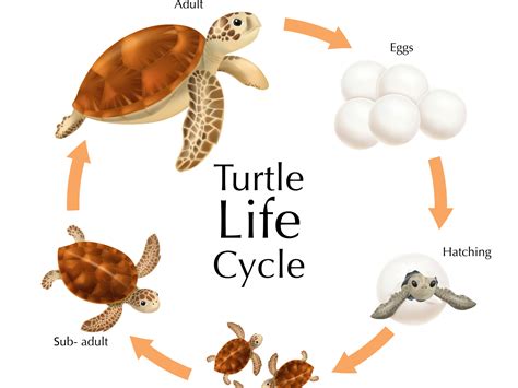 Sea Turtle Life Cycle The State Of The Life Cycle Of A Turtle Printable - Life Cycle Of A Turtle Printable