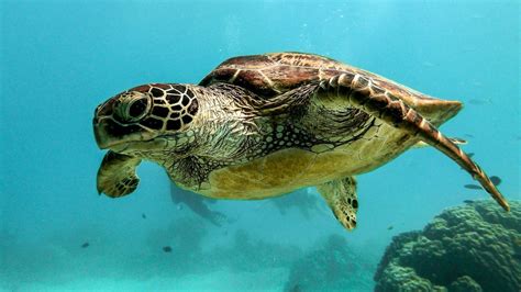 Sea Turtle Meat Toxic