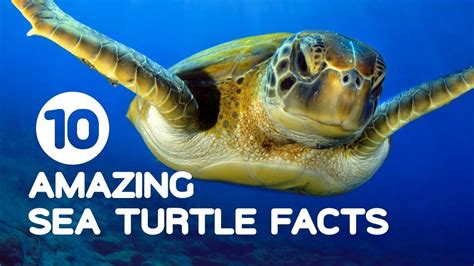 Read Sea Turtles Amazing Pictures Fun Facts On Animals In Nature Our Amazing World Series Volume 4 