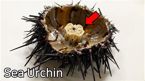 Read Sea Urchin Dissection Guide Wsntech 
