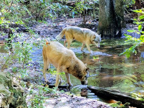 seacrest wolf florida