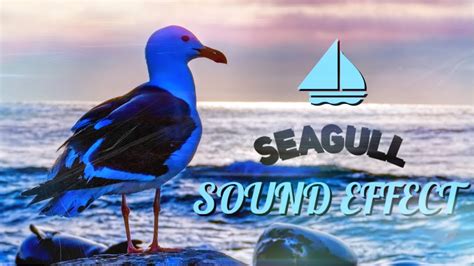 seagull sound effect wav s