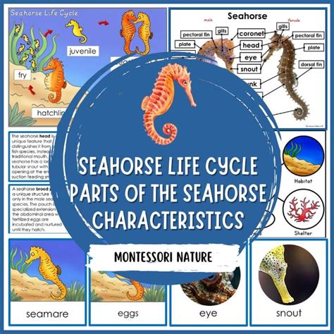 Seahorse Life Cycle And Parts Of The Seahorse Life Cycle Of A Horse Diagram - Life Cycle Of A Horse Diagram
