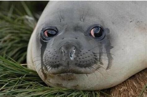 Seal Crying Meme
