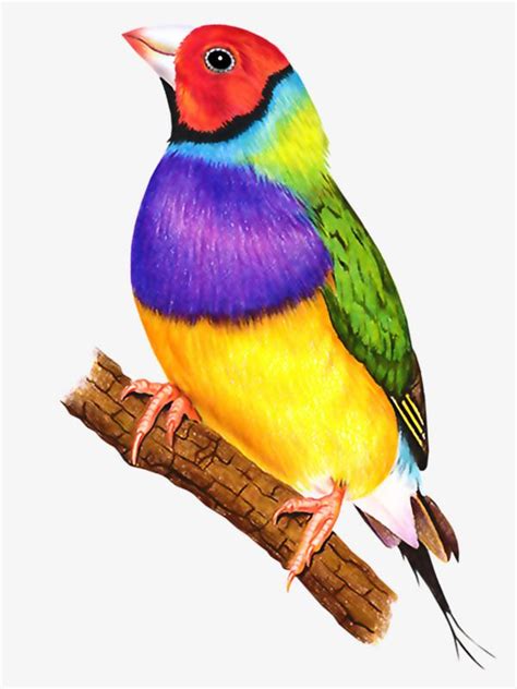 Search Results For Birds Color Illustrations Vol Outline Pictures Of Birds For Colouring - Outline Pictures Of Birds For Colouring